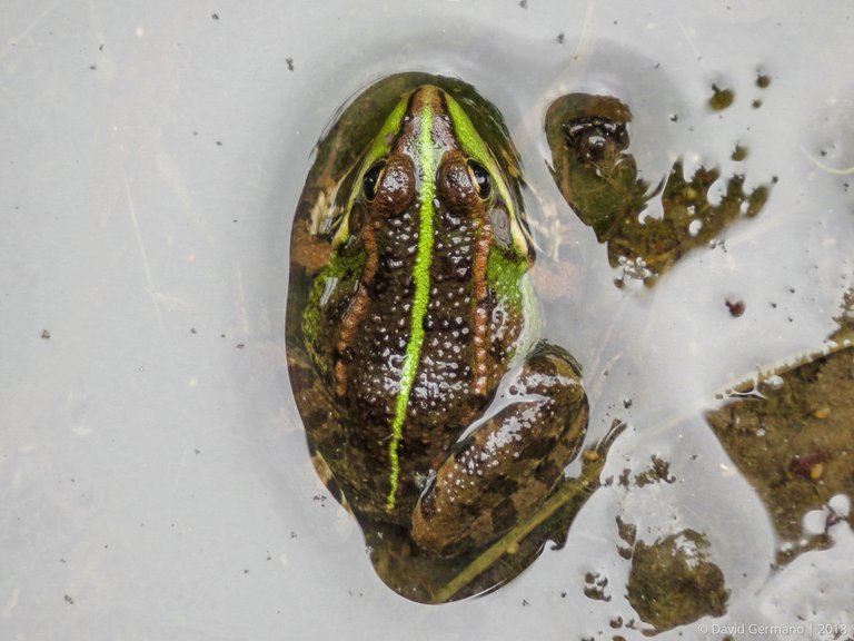 Pelophylax perezi (1 ass.).jpg