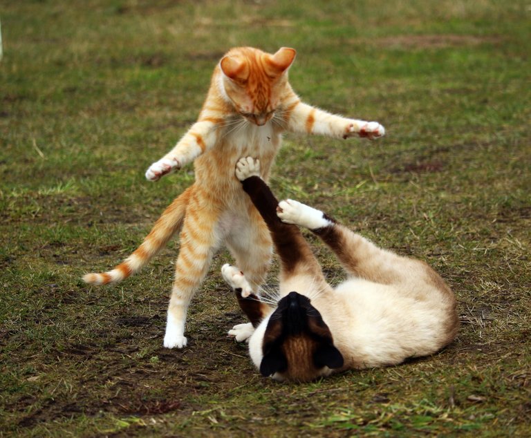 catfight.jpg