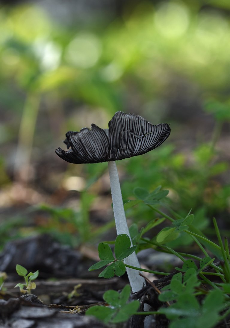 Mushroom hat gills 4.jpg