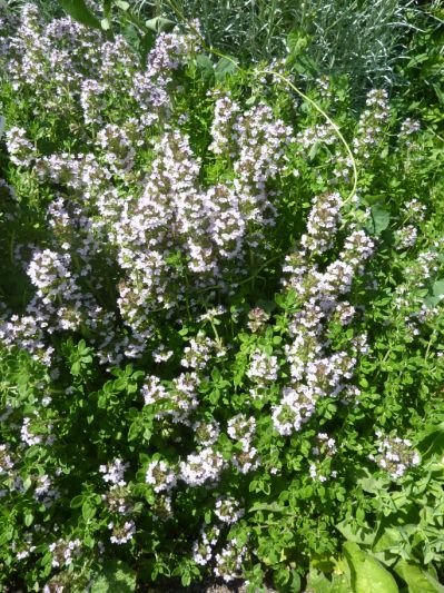 Thymus_x_citriodorus_'Lemon_Thyme'_(Labiatae)_plant.JPG.cf.jpg