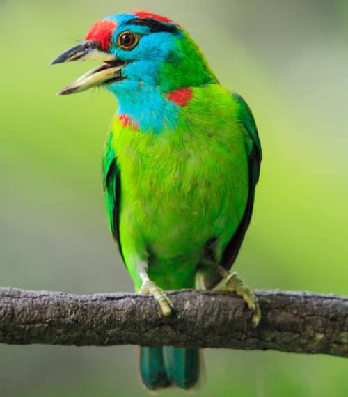 Blue Throated Barbet.jpg