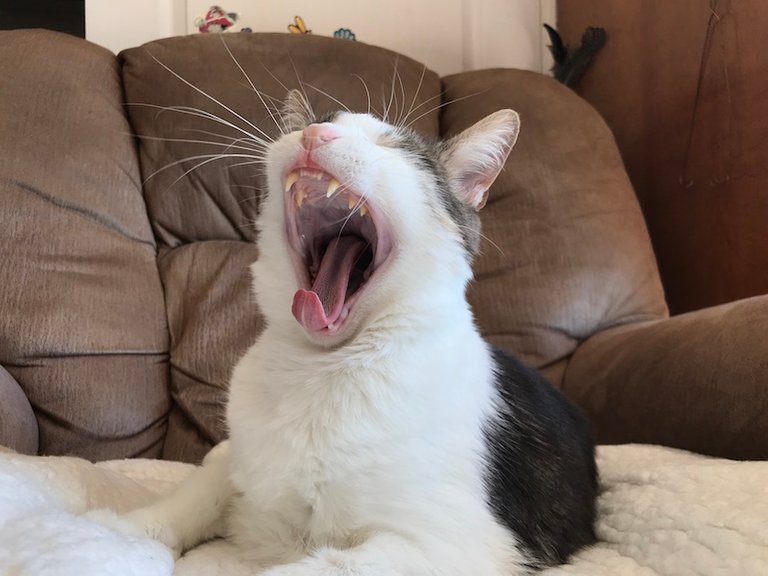 5tigeyawn.jpg