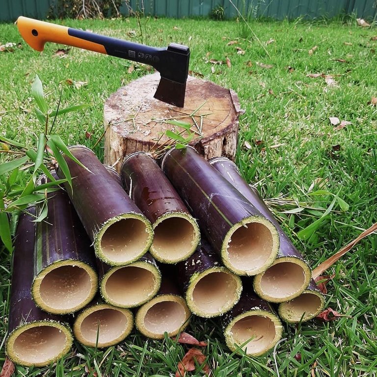 Cutting purple bamboo culms to make cups