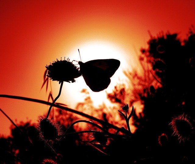 butterfly-498606_640.jpg