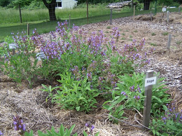 New Herb garden - Row 5 - sage crop June 2018.jpg