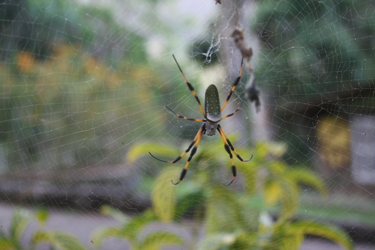 Araña 004.jpg