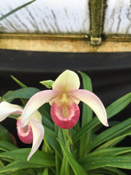 Smith Greenhouses - orchid4 lady slipper crop January 2020.jpg