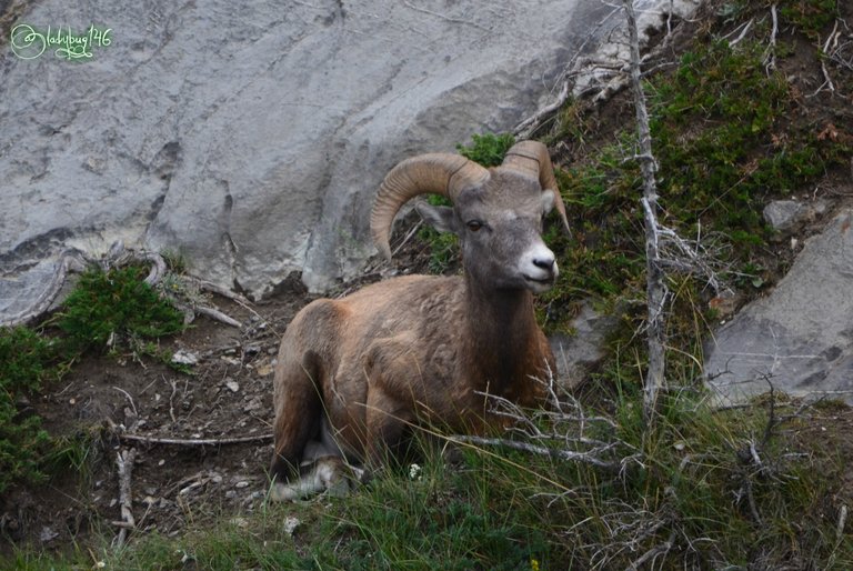 big horn sheep3.jpg