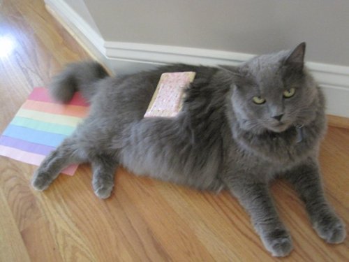 Real-life-Nyan-Cat-nyan-cat-31909516-500-375.jpg