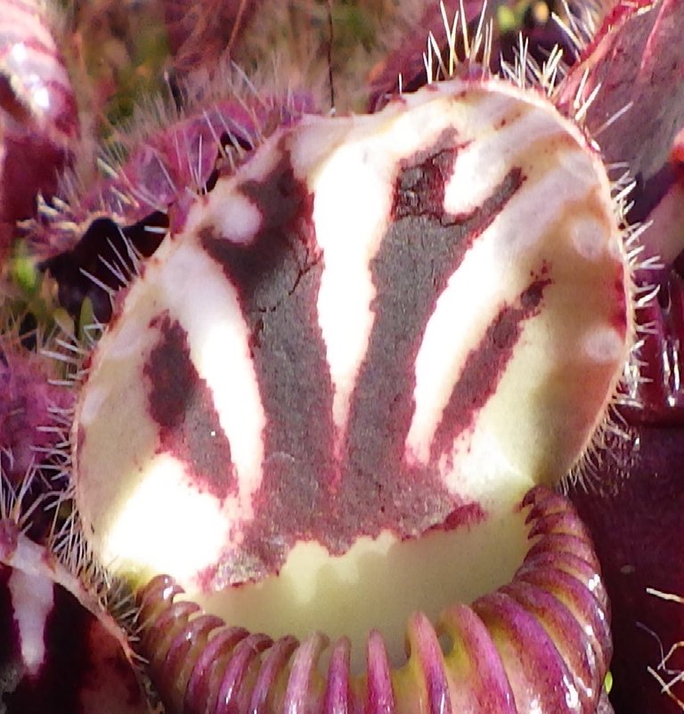 Cephalotus2.jpg