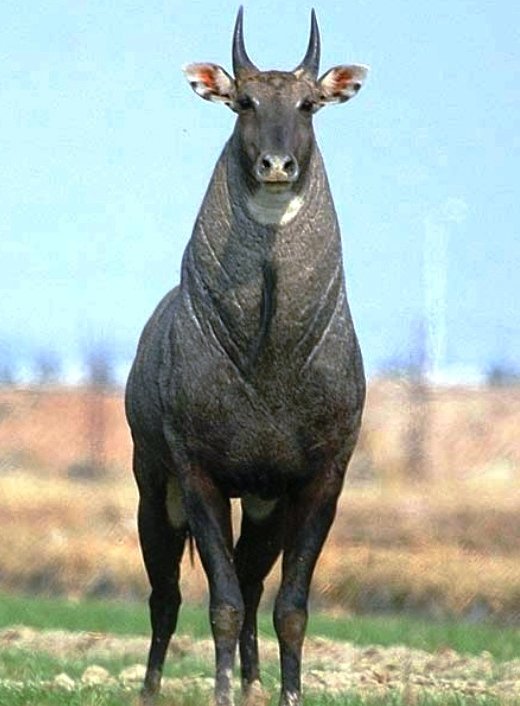 blue bull 5.jpg