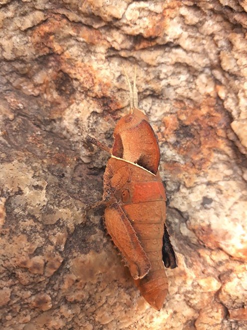 stone grasshopper.jpg