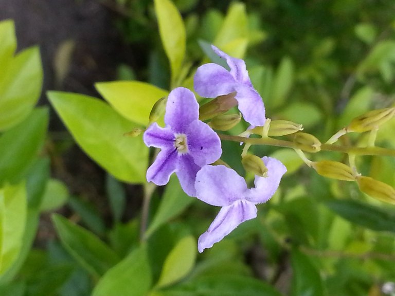 flower7.jpg