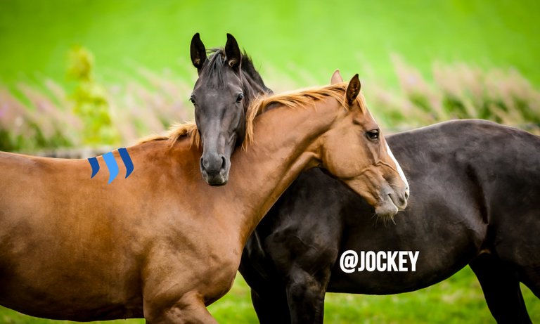 @jockey banner 2.jpg