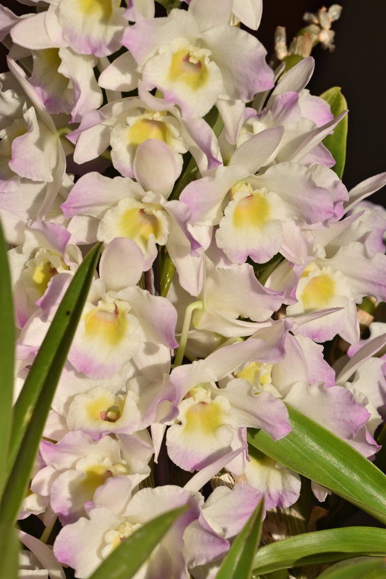 orchid bush bloom 5.jpg