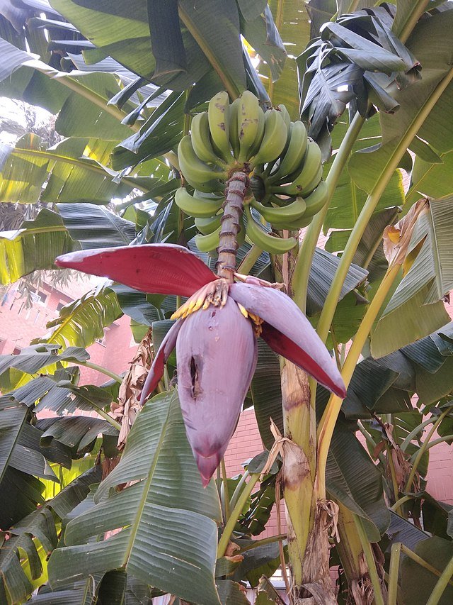 640px-Banana_tree_in_Chandigarh.jpg