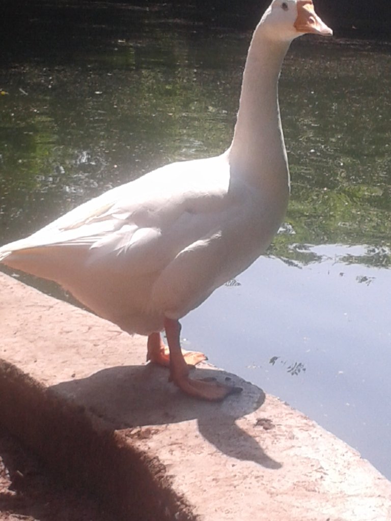 duck (3).jpg