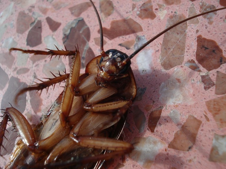 cockroach-15093_1280.jpg