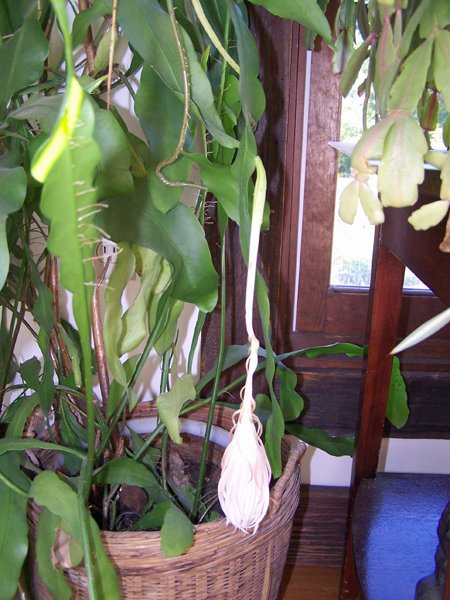 Night-blooming Cereus - Epiphyllum oxypetalum -  flower crop August 2019.jpg