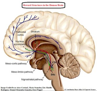 Brain reward2 Oscar Arias-Carrión1, Maria Stamelou, Eric Murillo-Rodríguez, Manuel Menéndez-González and Ernst Pöppel 3.0 Unported.jpg