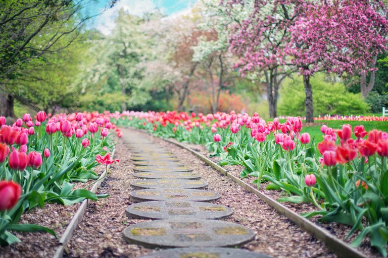 beautiful-bloom-blooming-414160.jpg