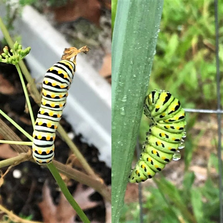 caterpillars.jpg