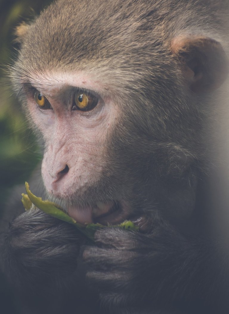 monkey-3542600_1280.jpg