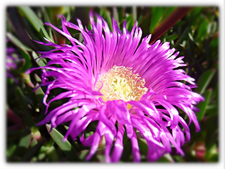 E F beach flower macro.jpg