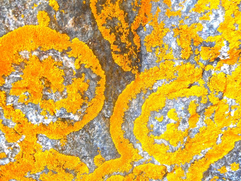 lichens-414967_1920.jpg