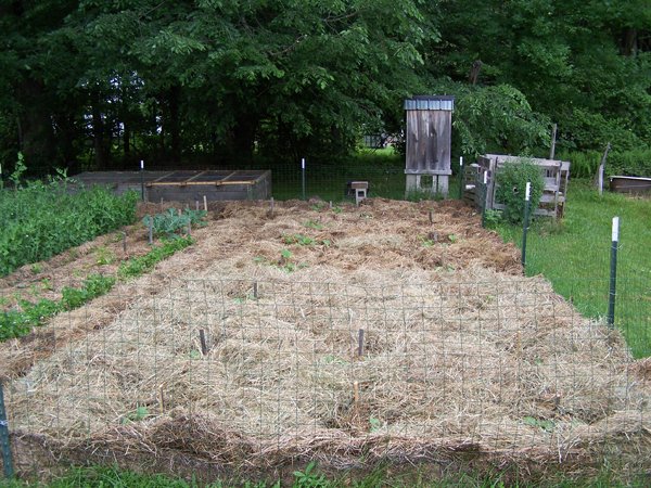 Small garden - after finishing mulch crop June 2018.jpg