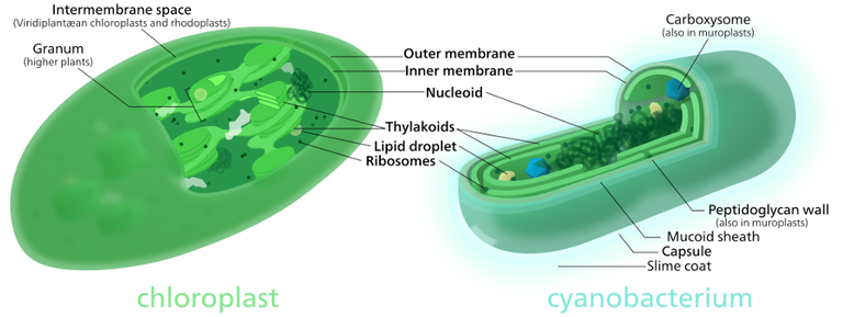 Chloroplast-cyanobacterium_comparison.png