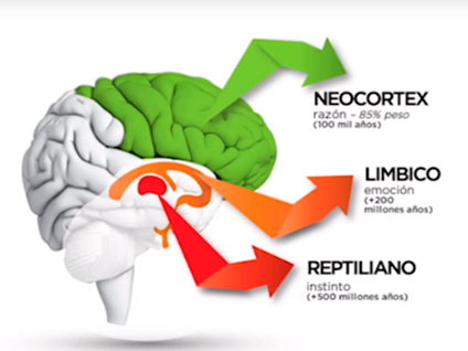 Evol Cerebro Bachrach.png