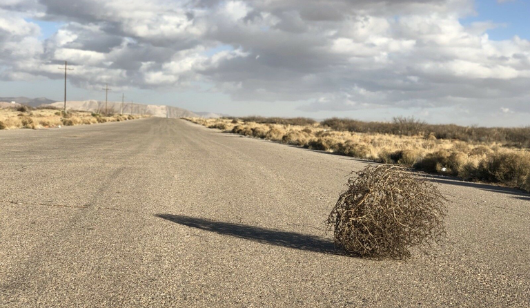 tumbleweed.png