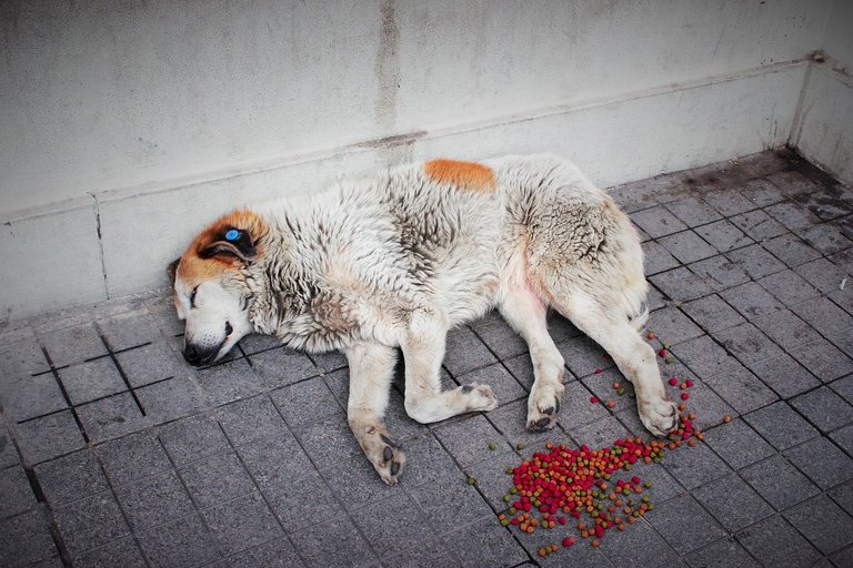 street-dog-2614772_1280.jpg