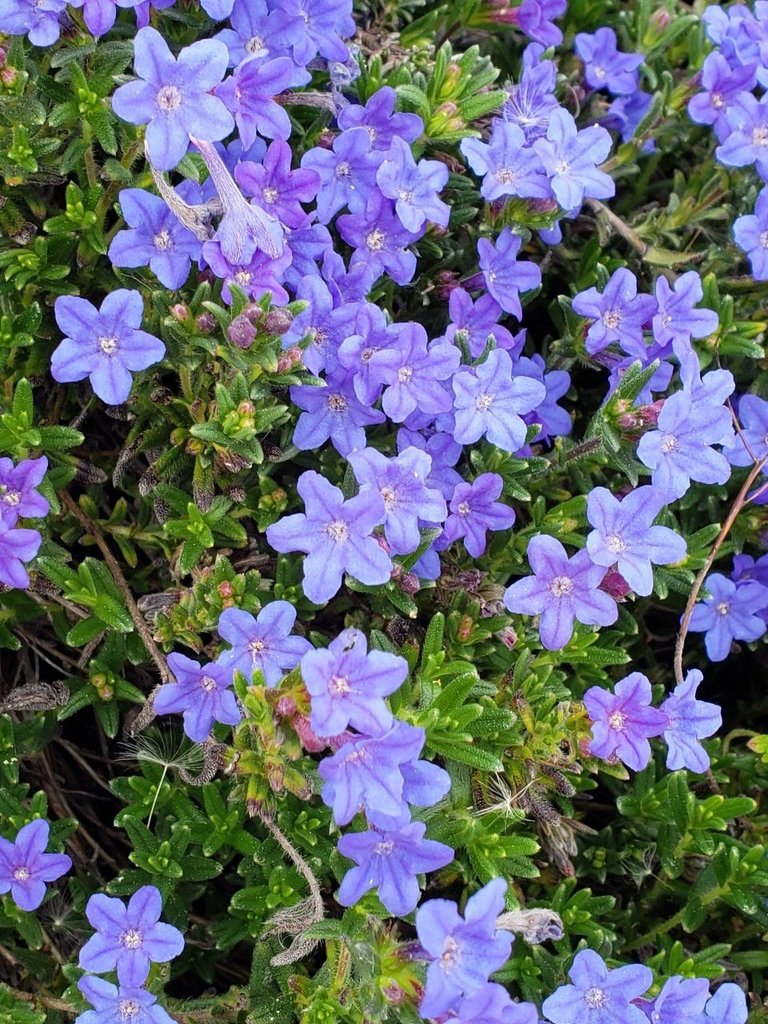 blueFlowers.jpg