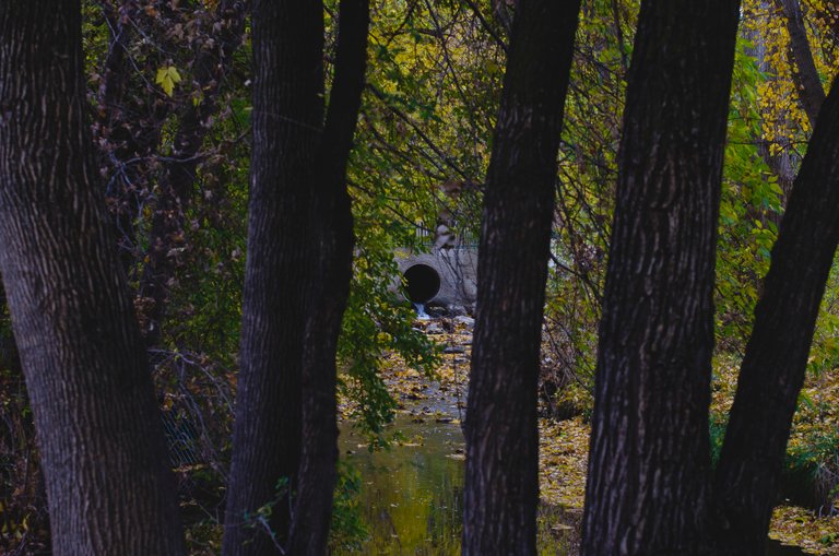 The sewage drain through the trees in the park.JPG