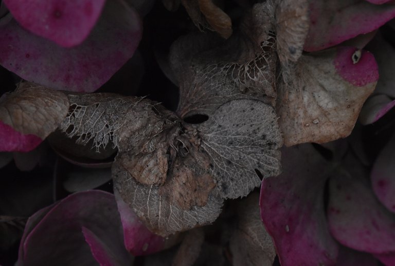 Hydrangea dry petals 1.jpg