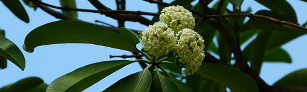 Alstonia scholaris 糖膠樹.JPG