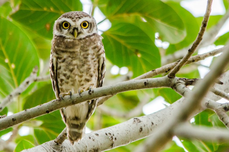 22 - Spotted Owlet a.jpg