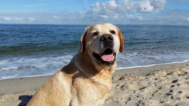 beach-dog-sea-joy-220830.jpg