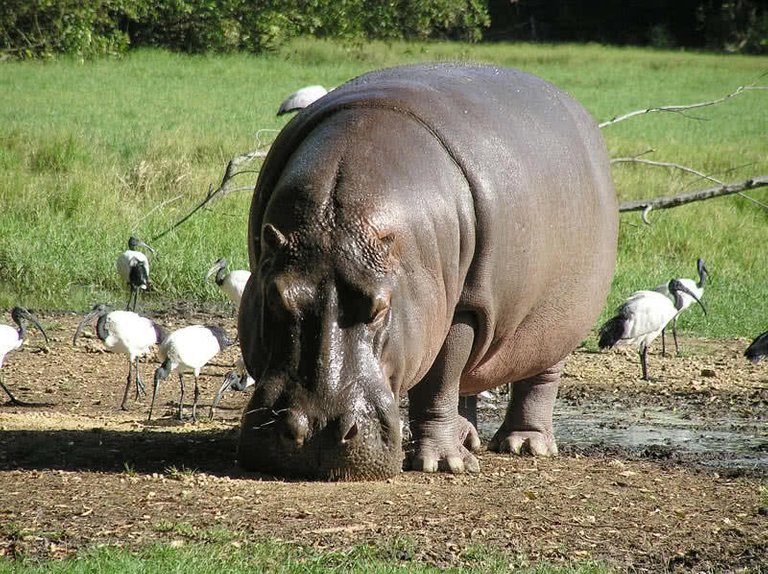 hippo.jpg