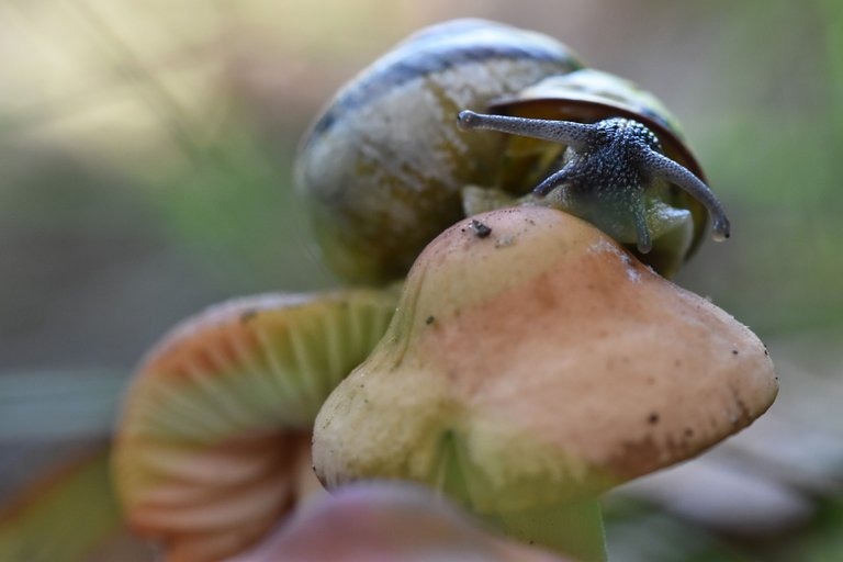 snail mushrooms 1.jpg