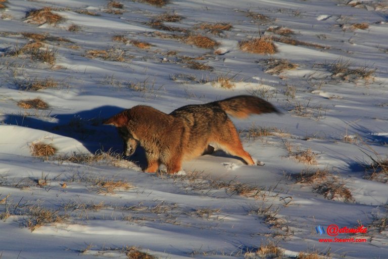 coyote IMG_0145.JPG