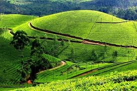 Munnar-1.jpg