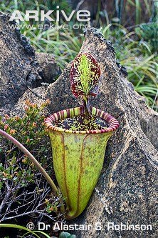 attenboroughs-pitcher-plant.jpg