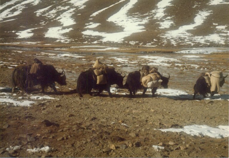 yak caravan 2.jpg