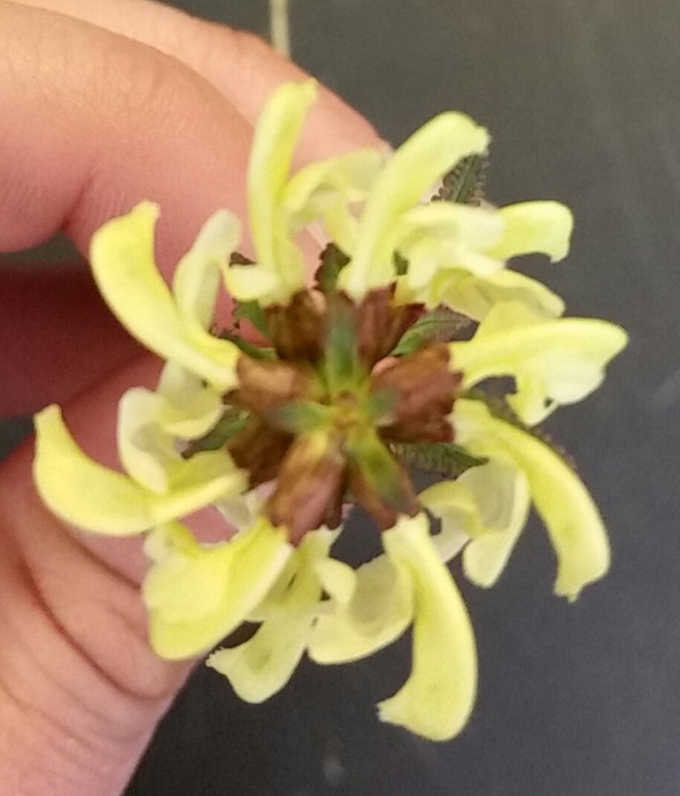 Pedicularis lapponica (2).jpg