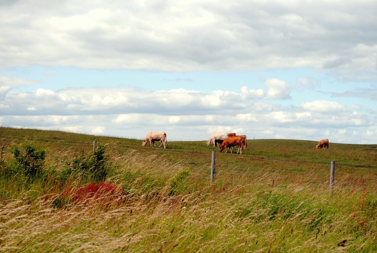 cows-on-the-meadow_5873534172_o (FILEminimizer).jpg