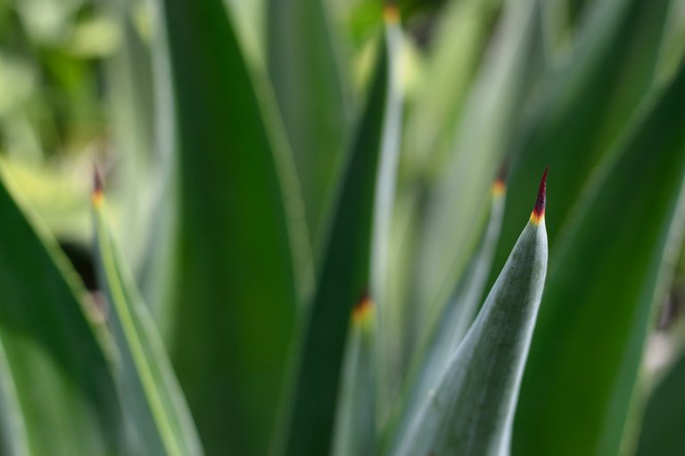 agave-aloe-close-up-579472.jpg