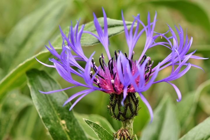 alpine-cornflower-3422440__480.jpg